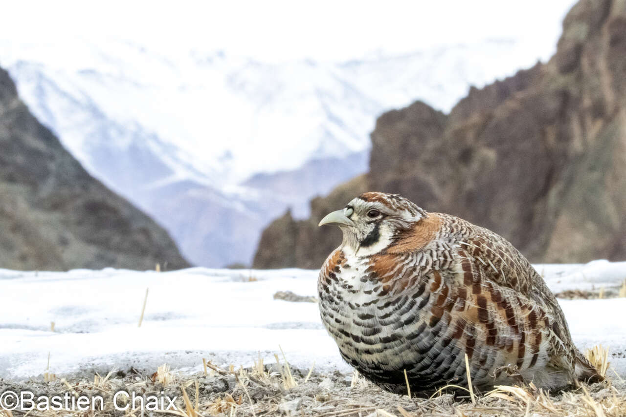 Perdrix de Hodgson (Perdix hodgsoniae) au sol, séjour Amarok Panthère des Neiges au Ladakh