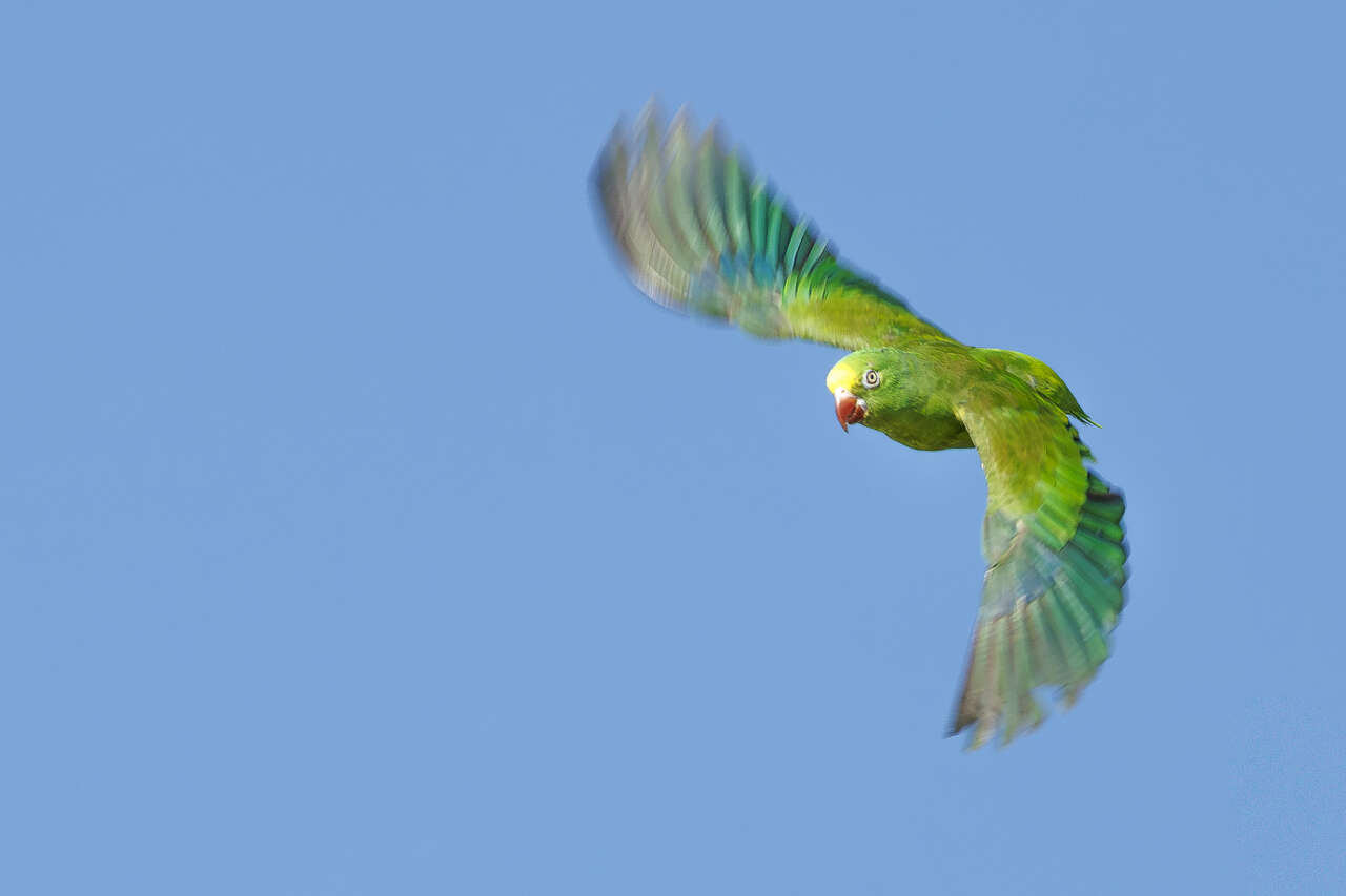 Perroquet vert en vol - oiseaux d'Amazonie