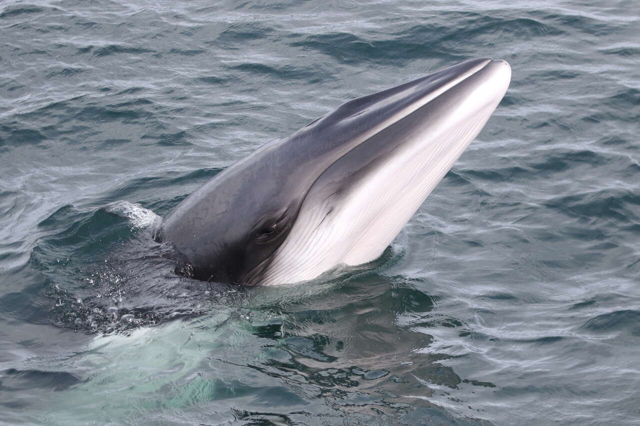 Petit rorqual observé au large de l’île de Mull en Écosse