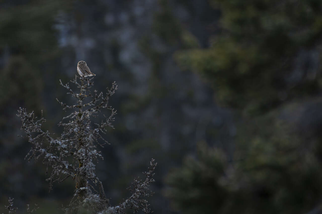Petite chouette perchée dans une forêt du Vercors au crépuscule