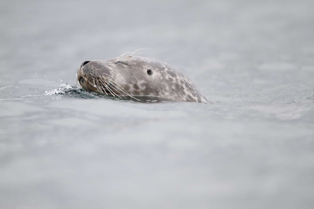 Phoque gris nageant dans les eaux écossaises