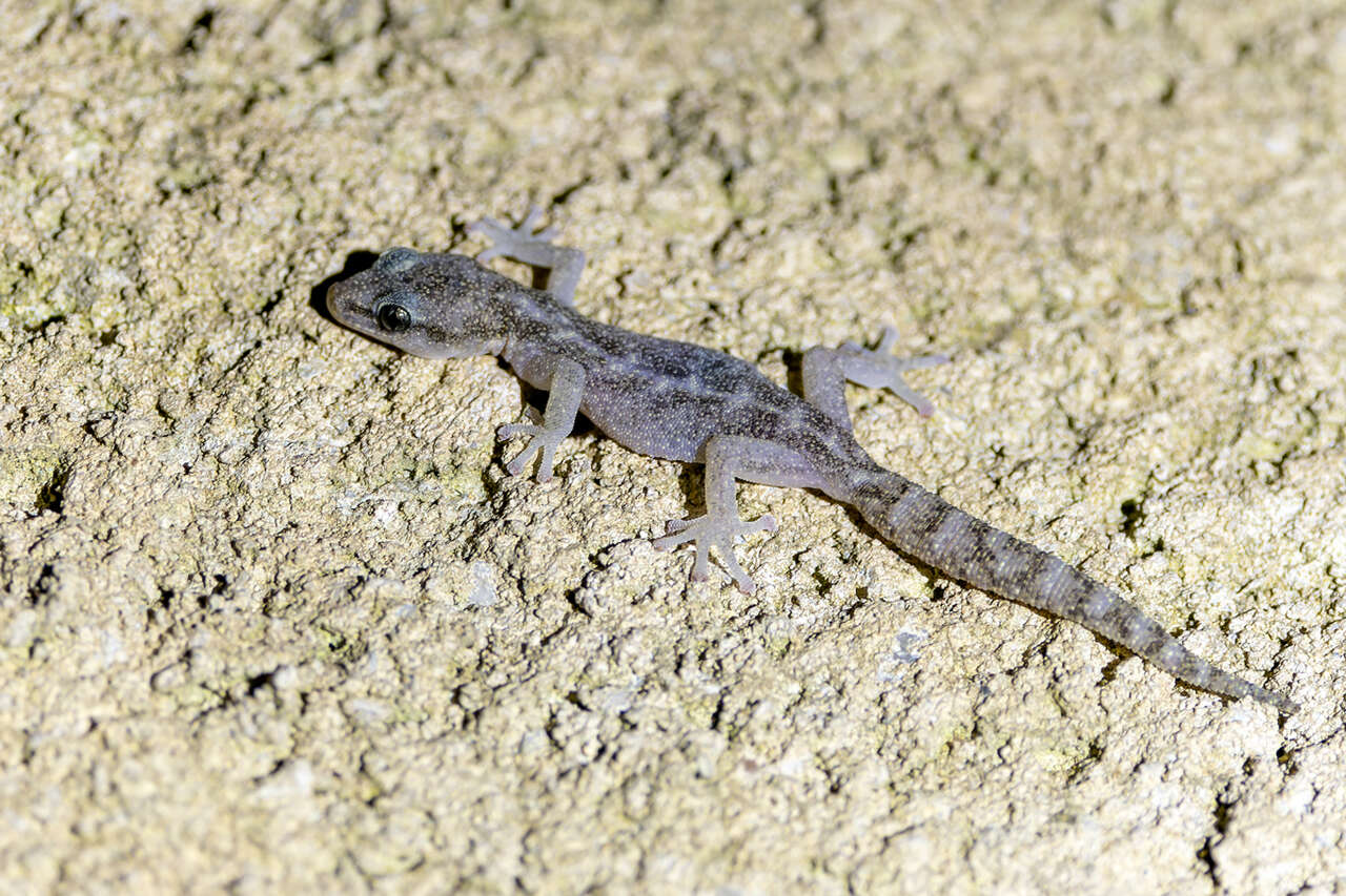 Phyllodactyle d'Europe, petit gecko gris, photographié sur une paroi rocheuse