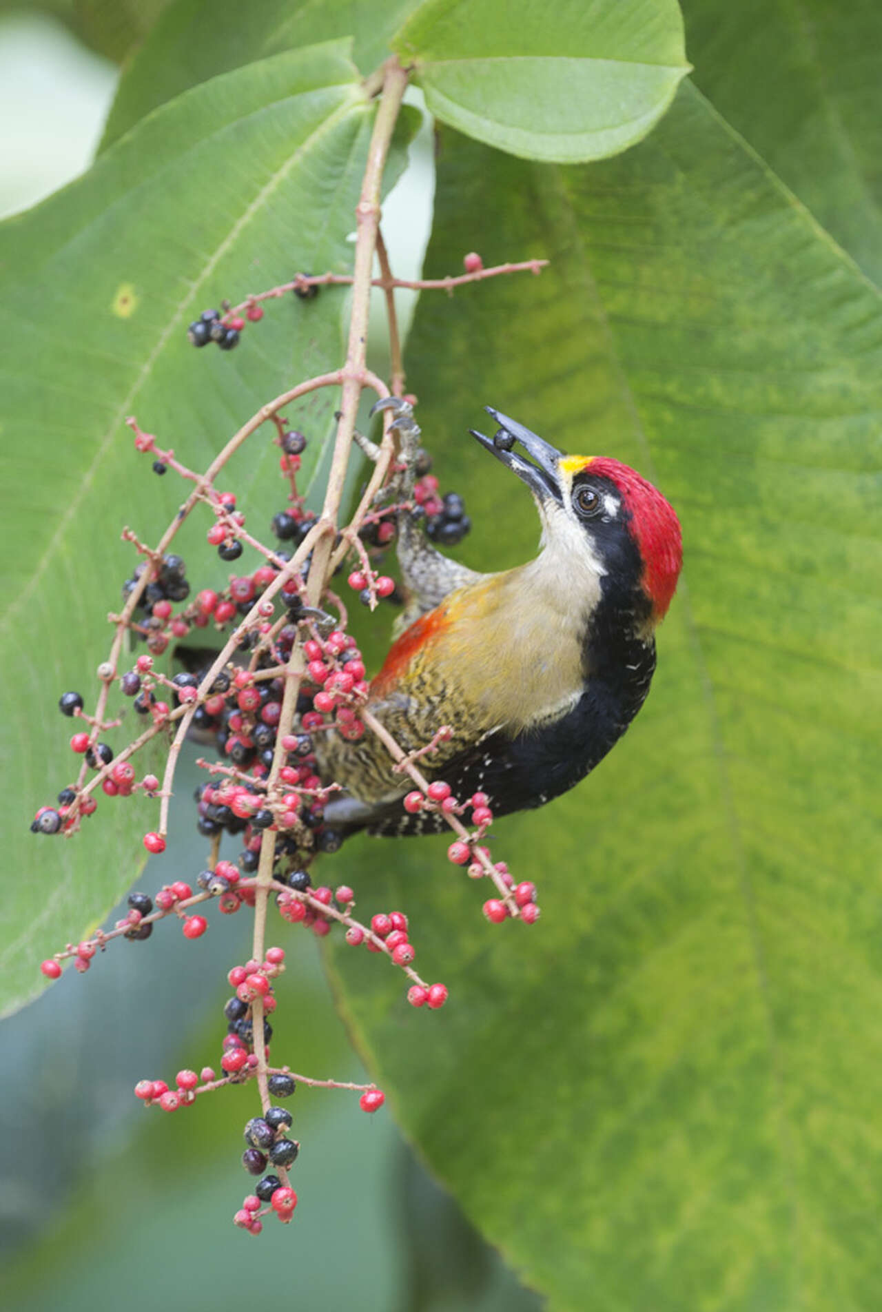 Pic à couronne rouge dans la végétation tropicale du Costa Rica