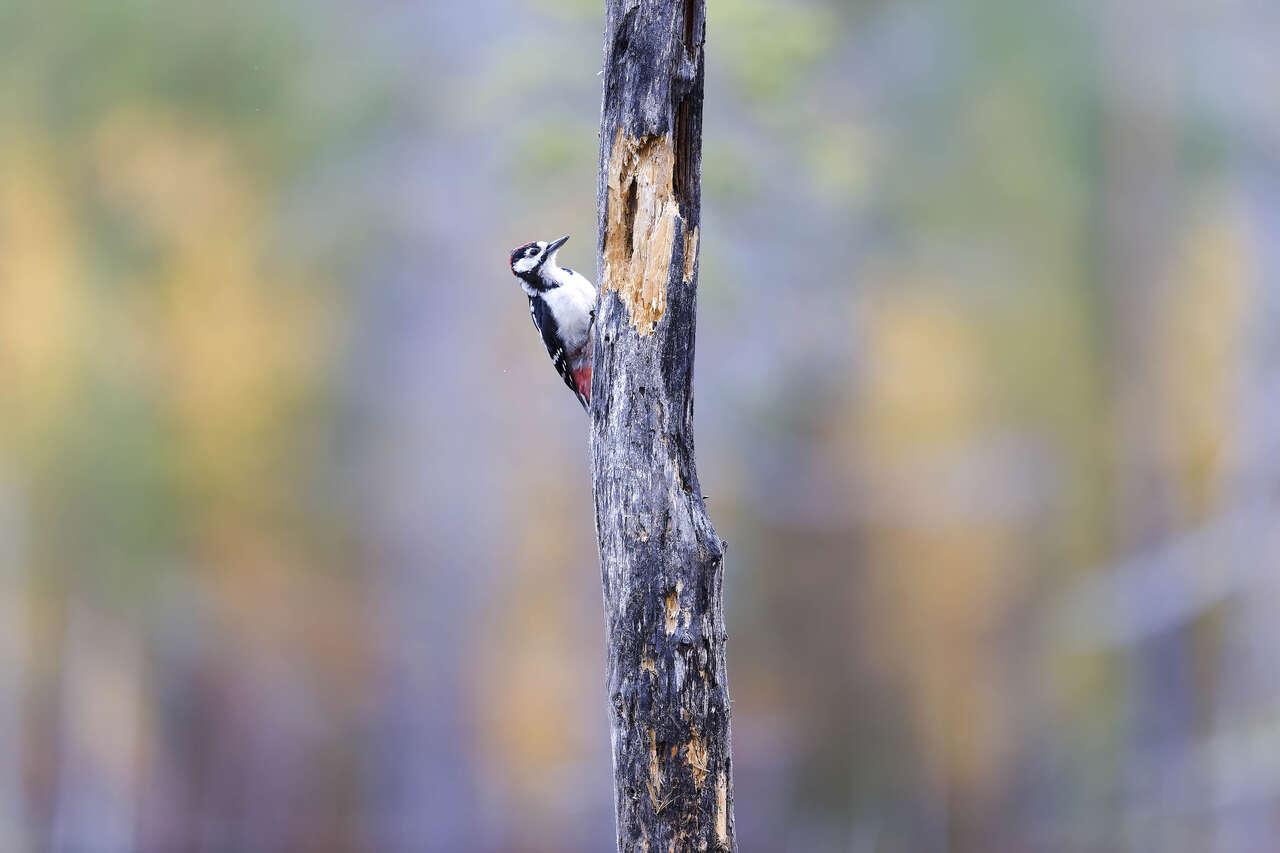 Pic épeiche sur un tronc en automne en Finlande