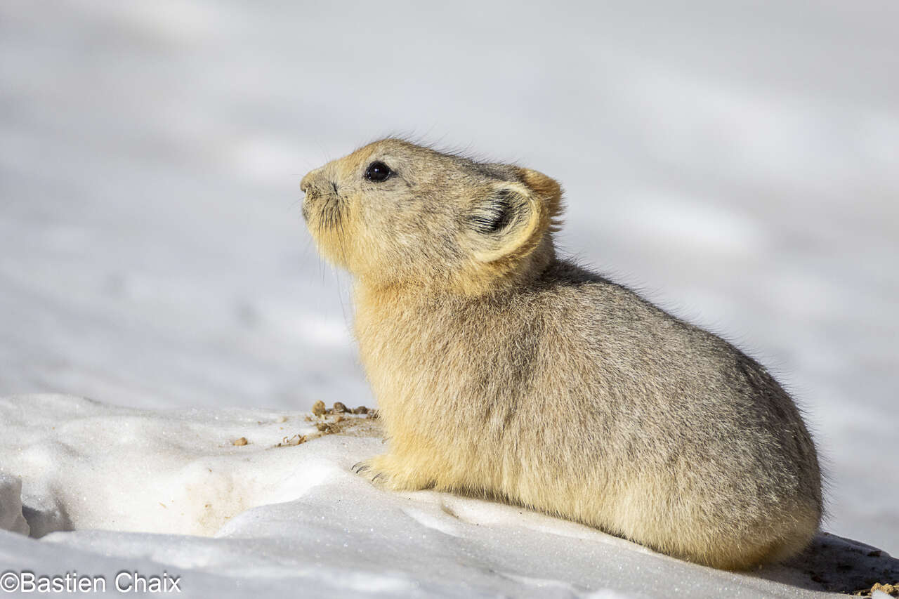 Pika de l’Himalaya dans les paysages du Ladakh