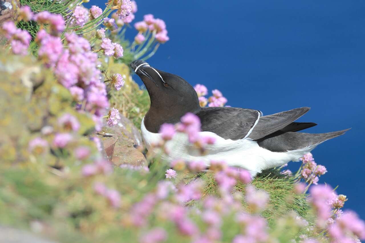 Pingouin torda parmi les fleurs sur les falaises écossaises