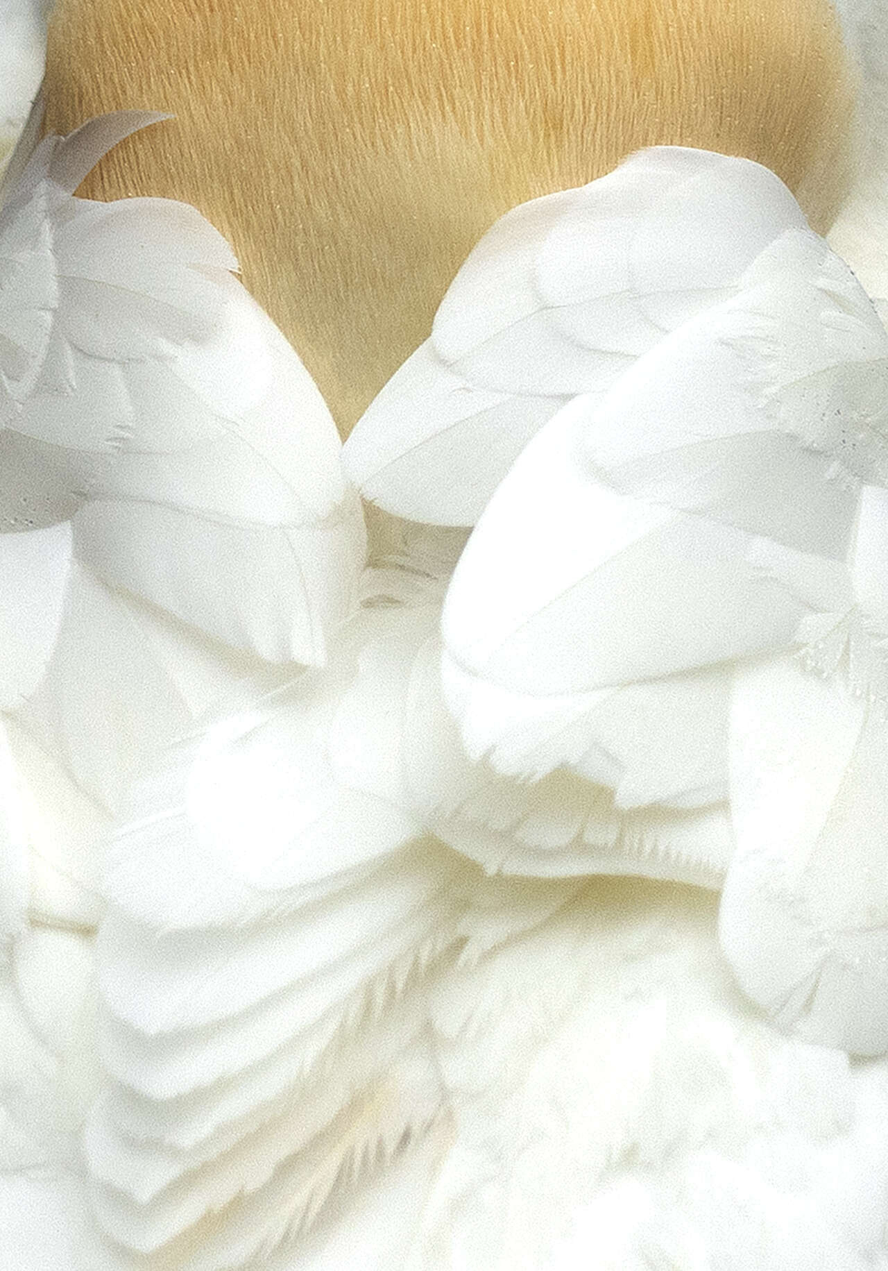 Plumage immaculé et nuque dorée d’un Fou de Bassan (Morus bassanus) au repos – Détail graphique pris sur une falaise écossaise lors d’un séjour Amarok L’Esprit Nature