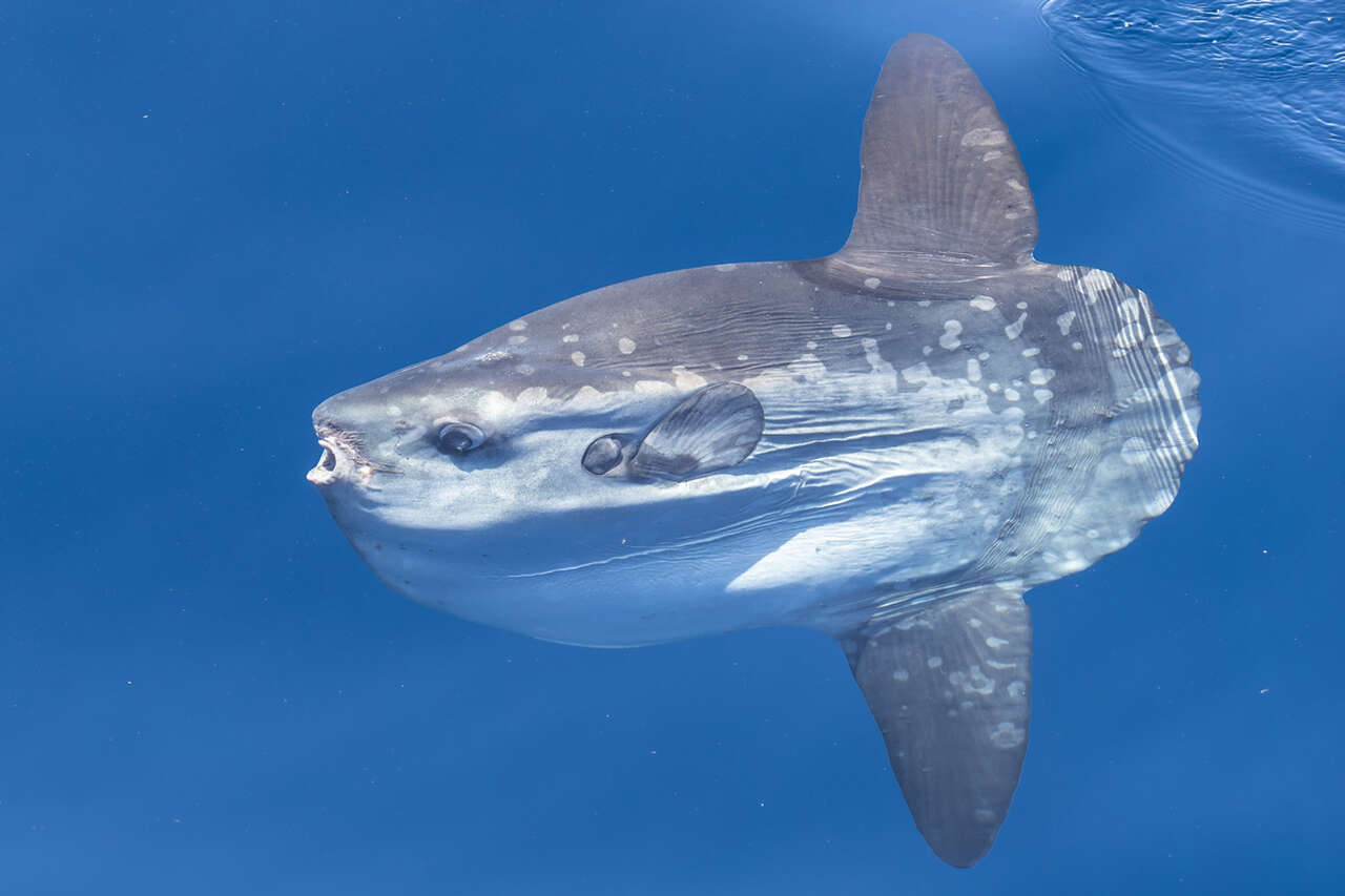 poisson lune  (mola mola) en Méditerranée– faune marine exceptionnelle