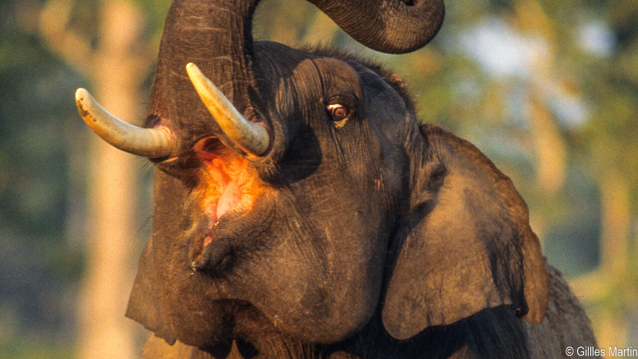 Portrait d’un éléphant d’Asie dans la forêt du Madhya Pradesh en Inde