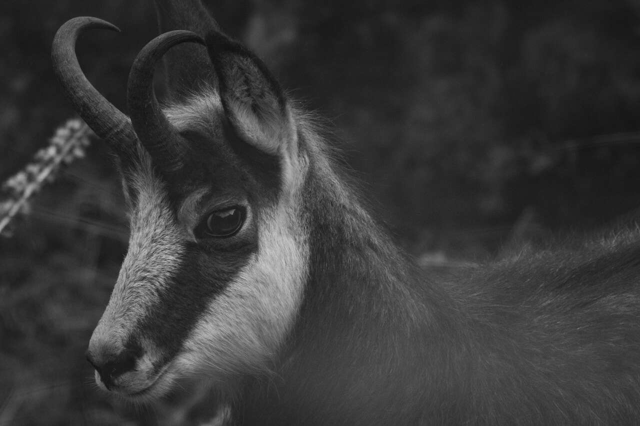Portrait de chamois dans le massif du Vercors