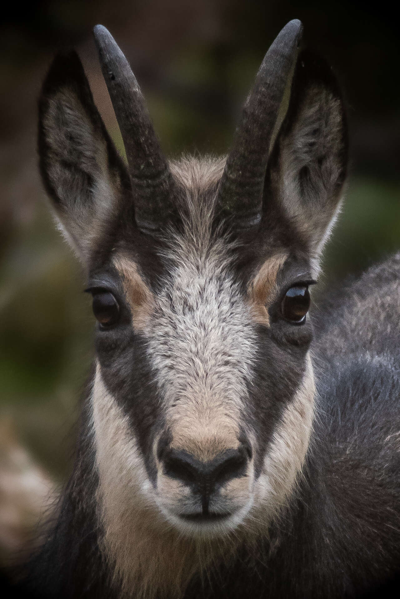 Portrait de chamois dans le massif du Vercors