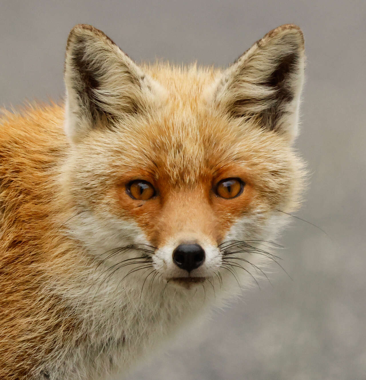 Portrait de renard roux dans les montagnes des Abruzzes
