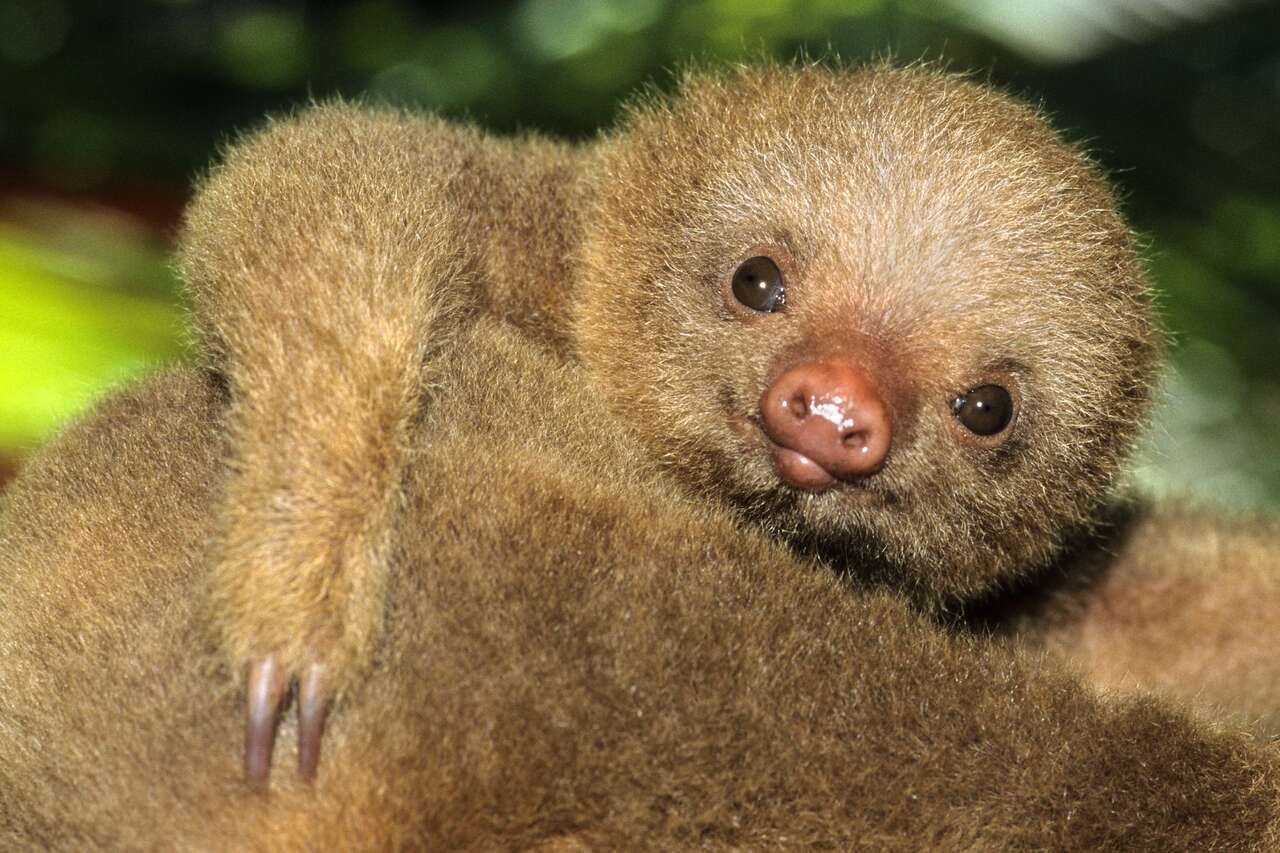 Portrait d'un jeune paresseux de Hoffmann dans la canopée costaricienne