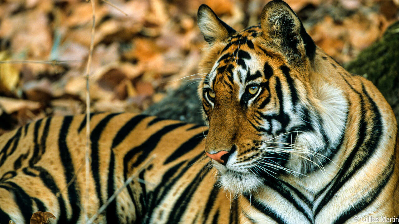 Portrait d'un tigre du Bengale