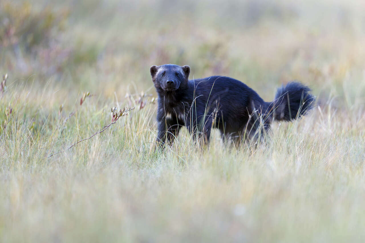 Portrait rapproché d’un glouton sauvage dans les hautes herbes en Laponie Finlande