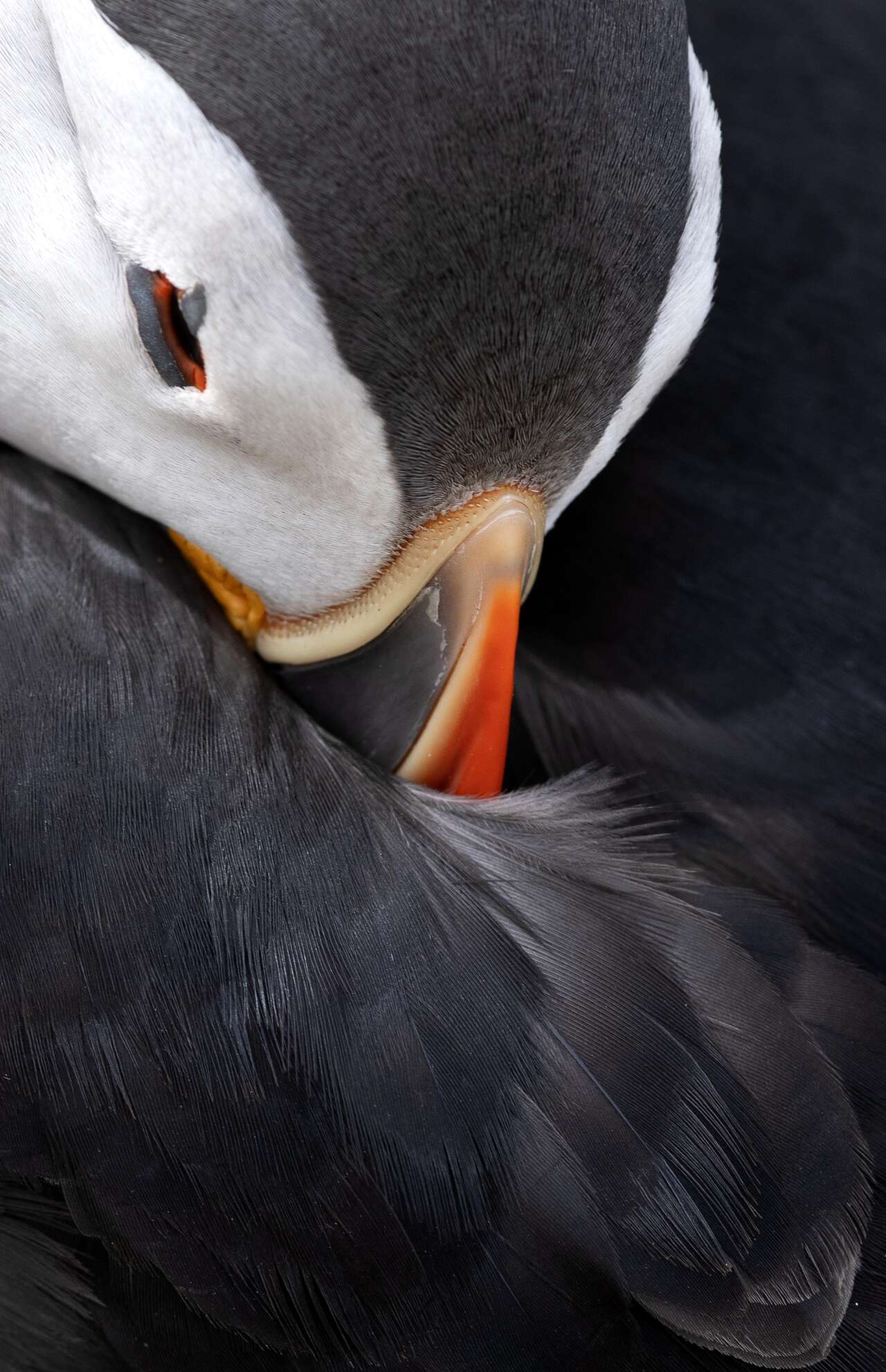 Portrait serré d’un Macareux moine (Fratercula arctica) en train de lisser ses plumes – Détail graphique capté sur l’île de Skomer lors d’un séjour naturaliste Amarok