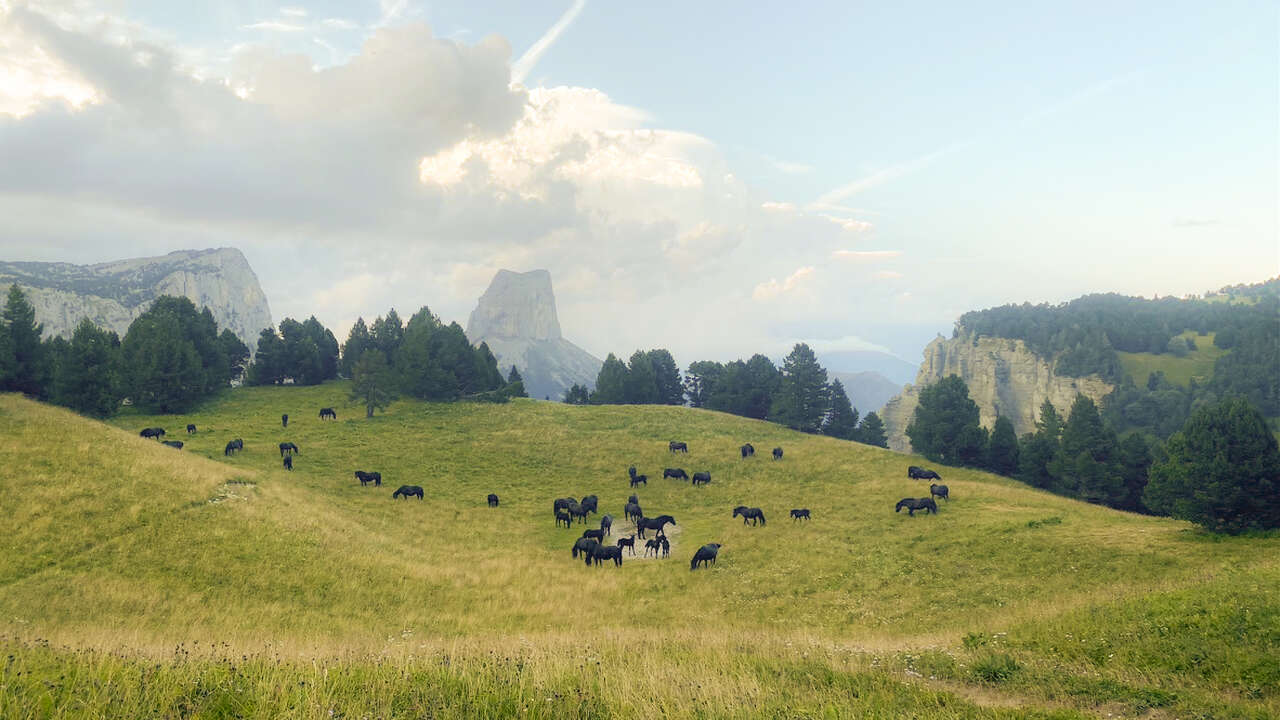 Prairie d’altitude et chevaux sur les Hauts Plateaux du Vercors avec le mont Aiguille
