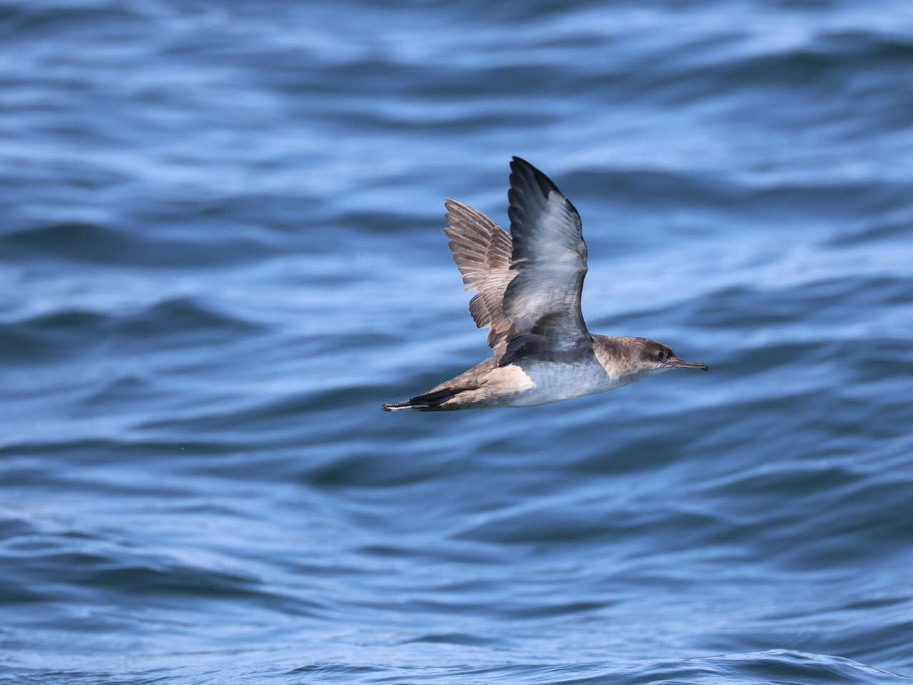 Puffin des Baléares en vol au ras de l’eau dans le Mor Braz