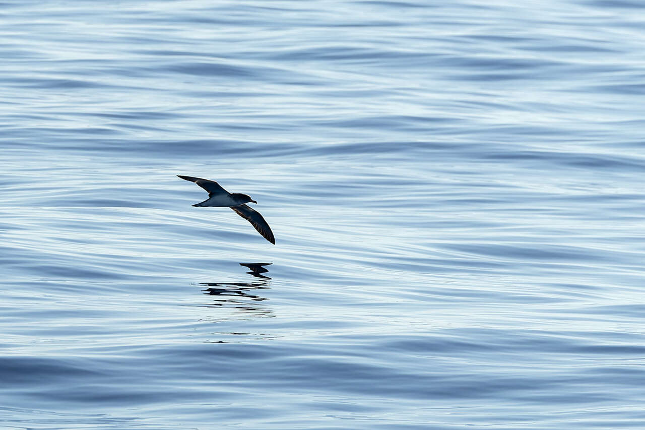 Puffin en vol au ras de la mer Méditerranée, se reflétant à la surface de l'eau