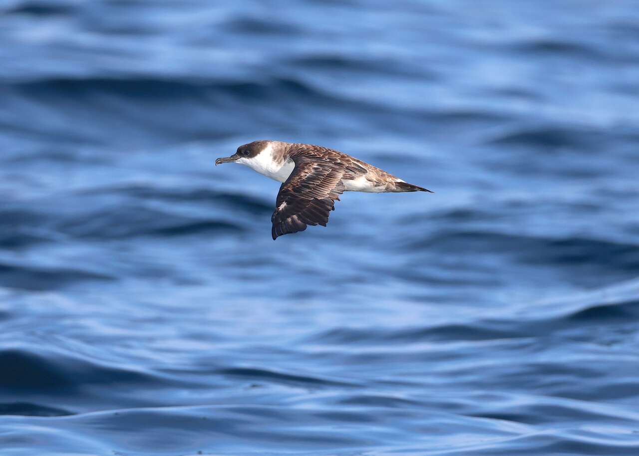 Puffin majeur en vol – océan Atlantique