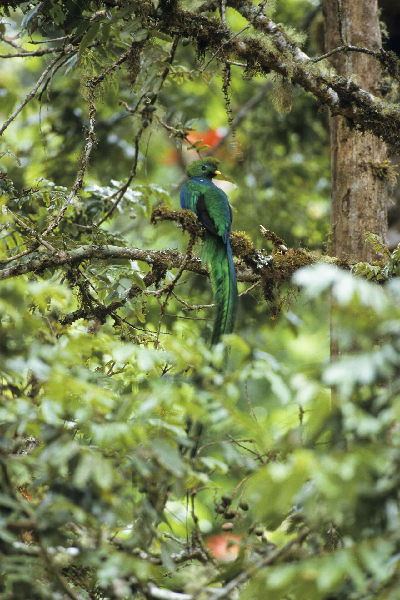 Quetzal resplendissant dans la forêt de nuages du Costa Rica