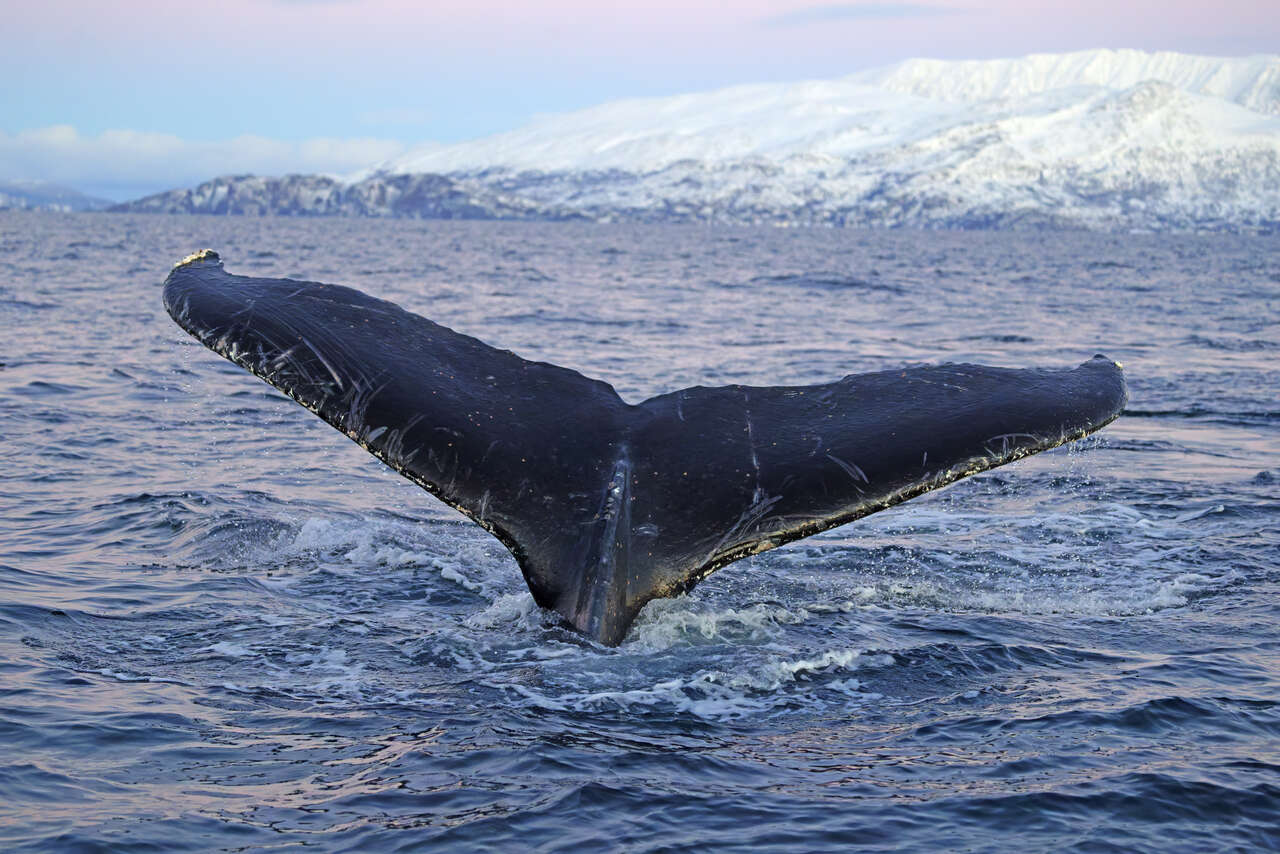 queue de baleine à bosse plongeant dans un fjord de Norvège avec montagnes enneigées