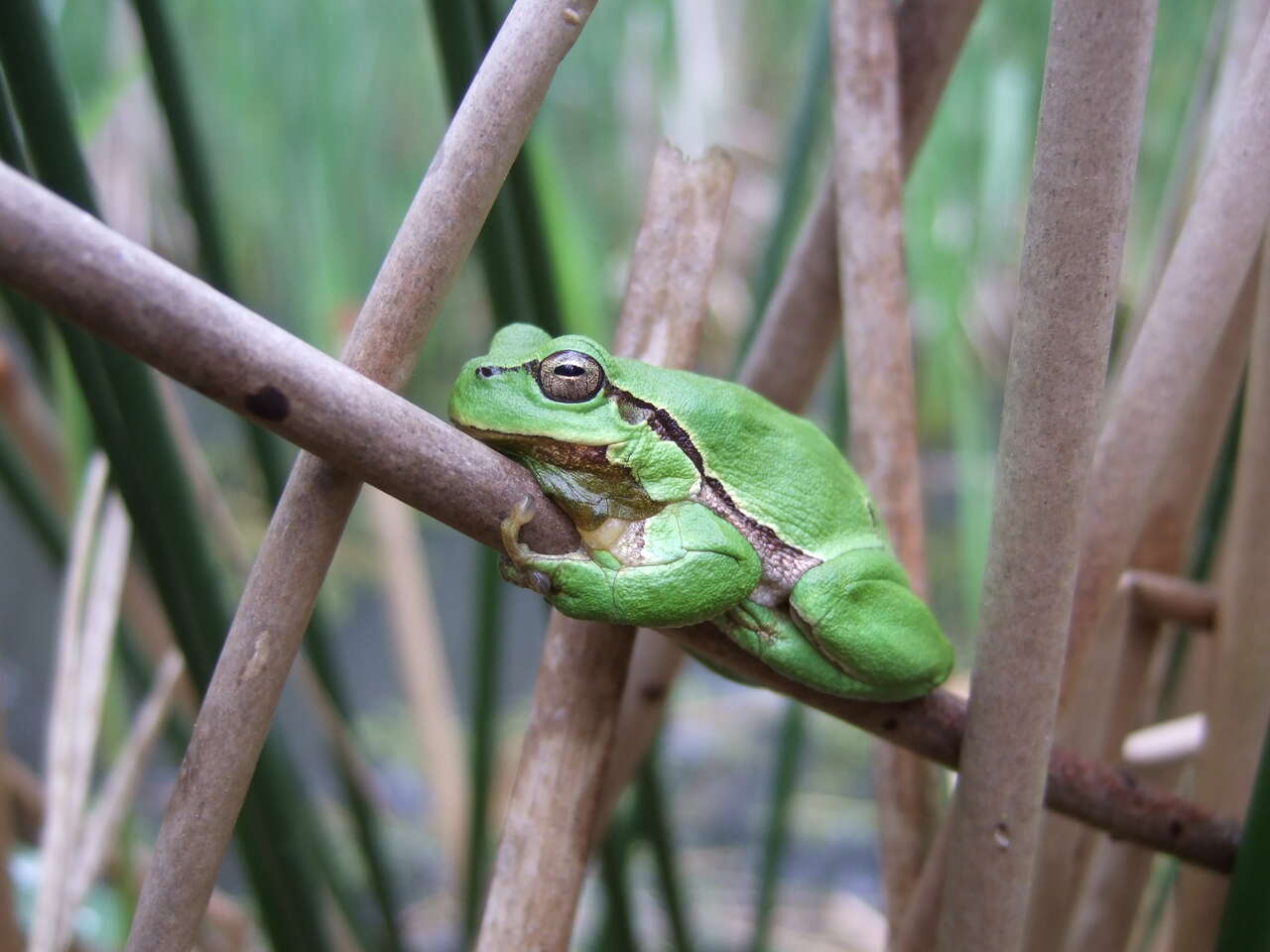 Rainette verte accrochée à une tige de roseau dans une zone humide