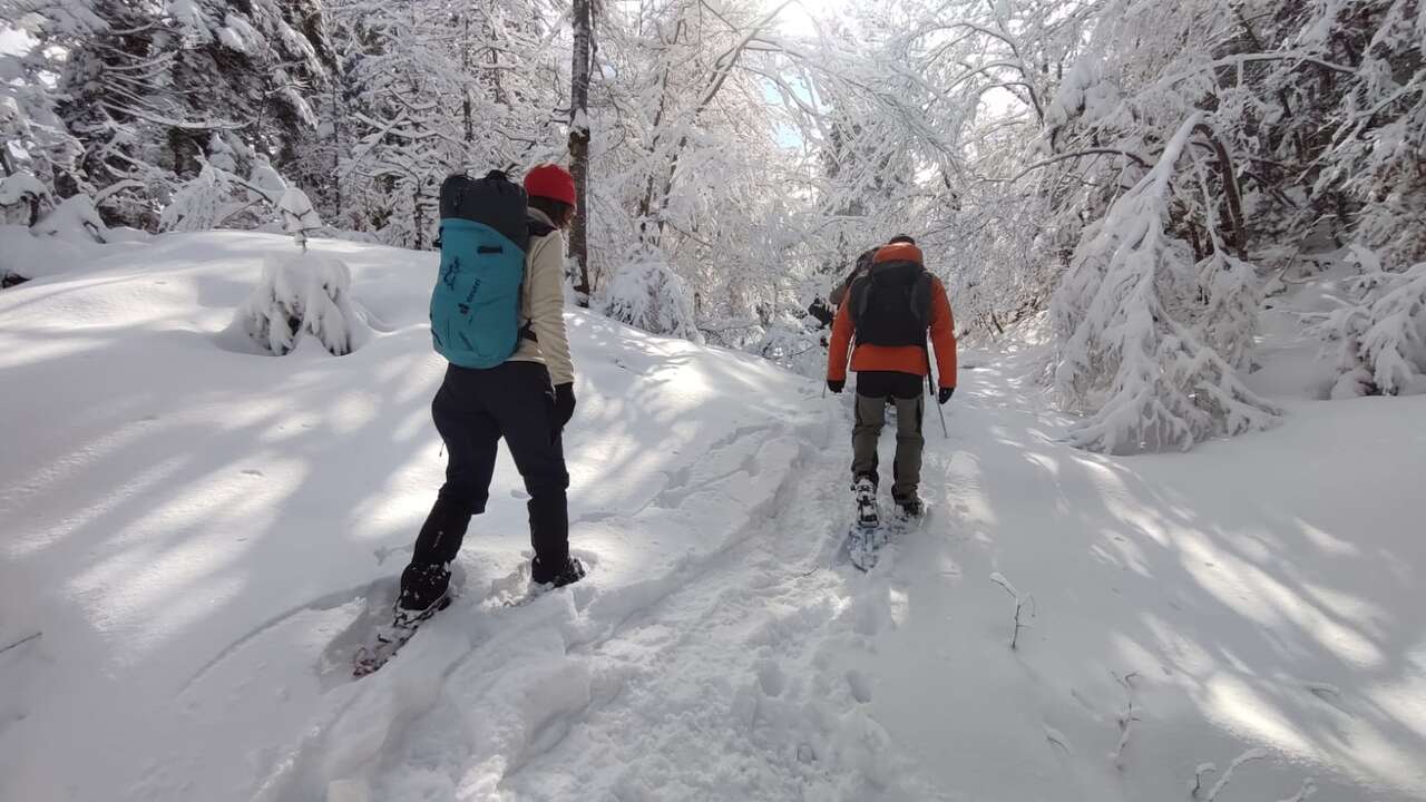 Randonnée Amarok en raquettes dans une forêt enneigée du massif du Jura