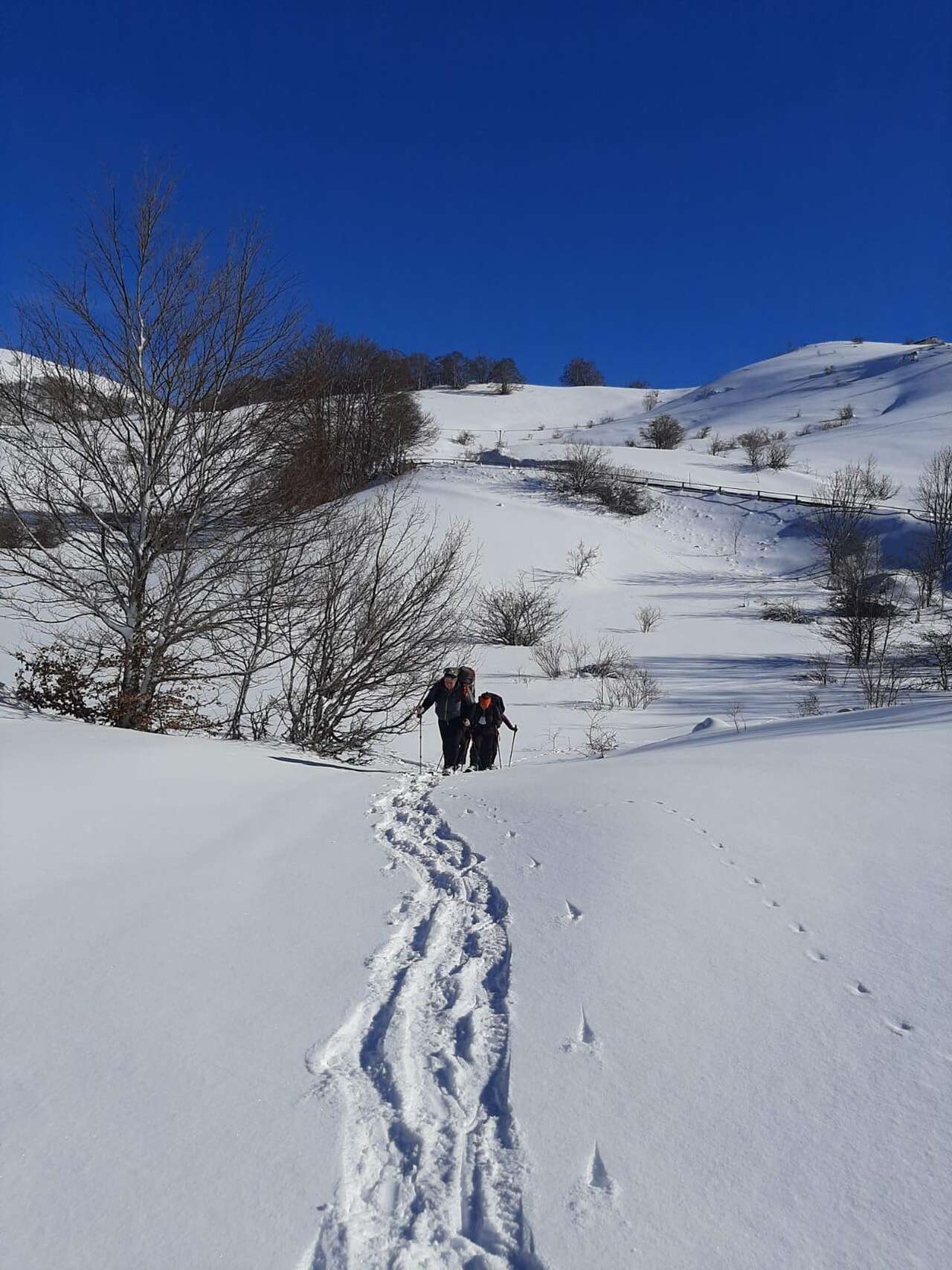 Randonnée en raquettes dans les Abruzzes avec traces d’animaux visibles dans la neige – séjour hivernal avec Amarok l’Esprit Nature