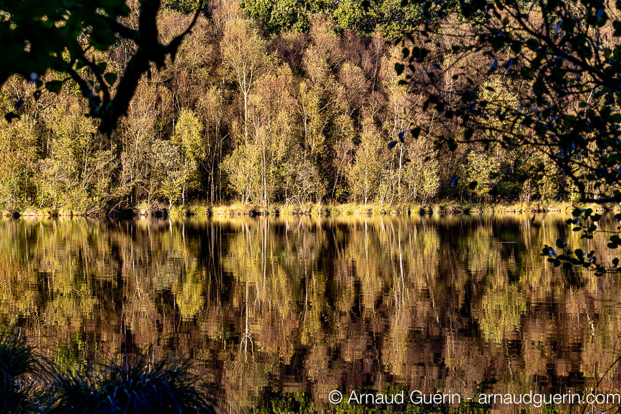 Reflet d’arbres en automne sur un étang en forêt des Andaines en Normandie