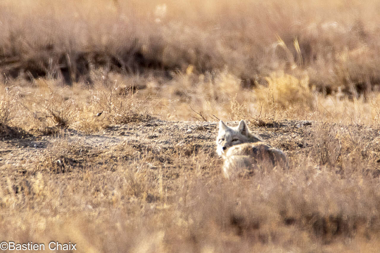 Renard corsac dans la steppe de Mongolie
