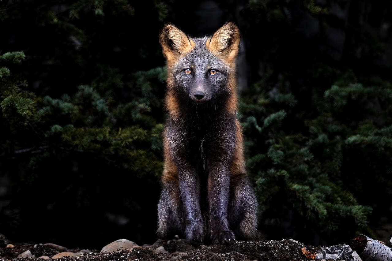 Renard dans le Yukon