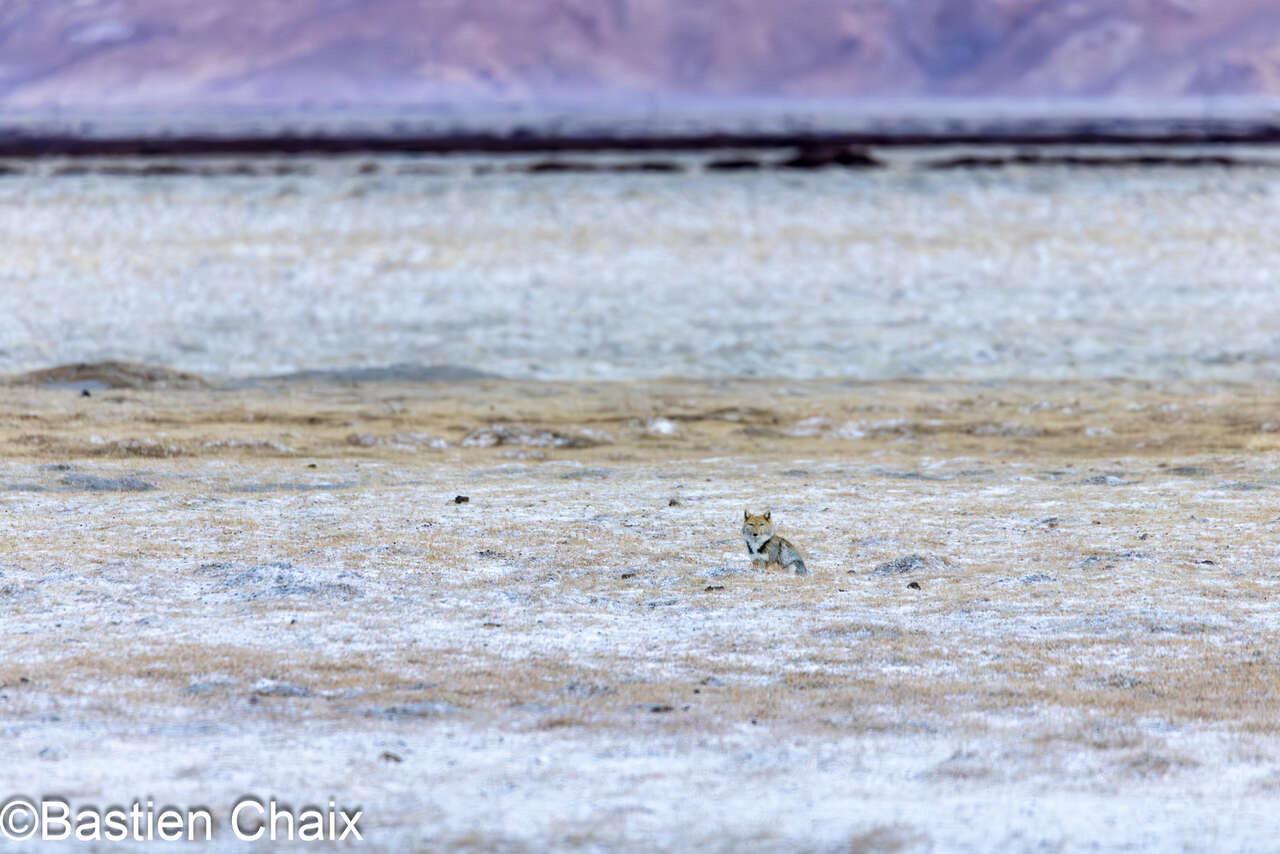 Renard du Tibet  dans son habitat (vulpes ferrilata), Hanley voyage panthère des Neiges Amarok au Ladakh