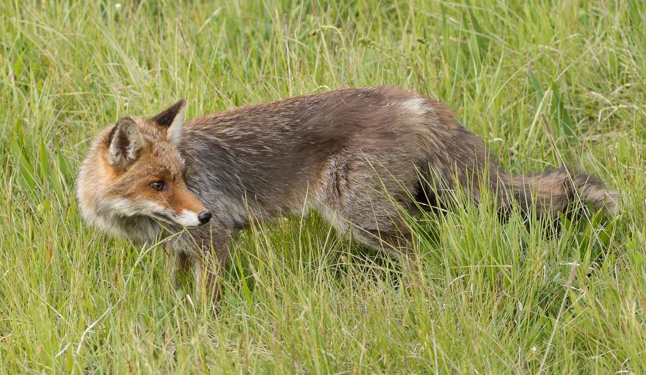 renard regardant à l'arrière
