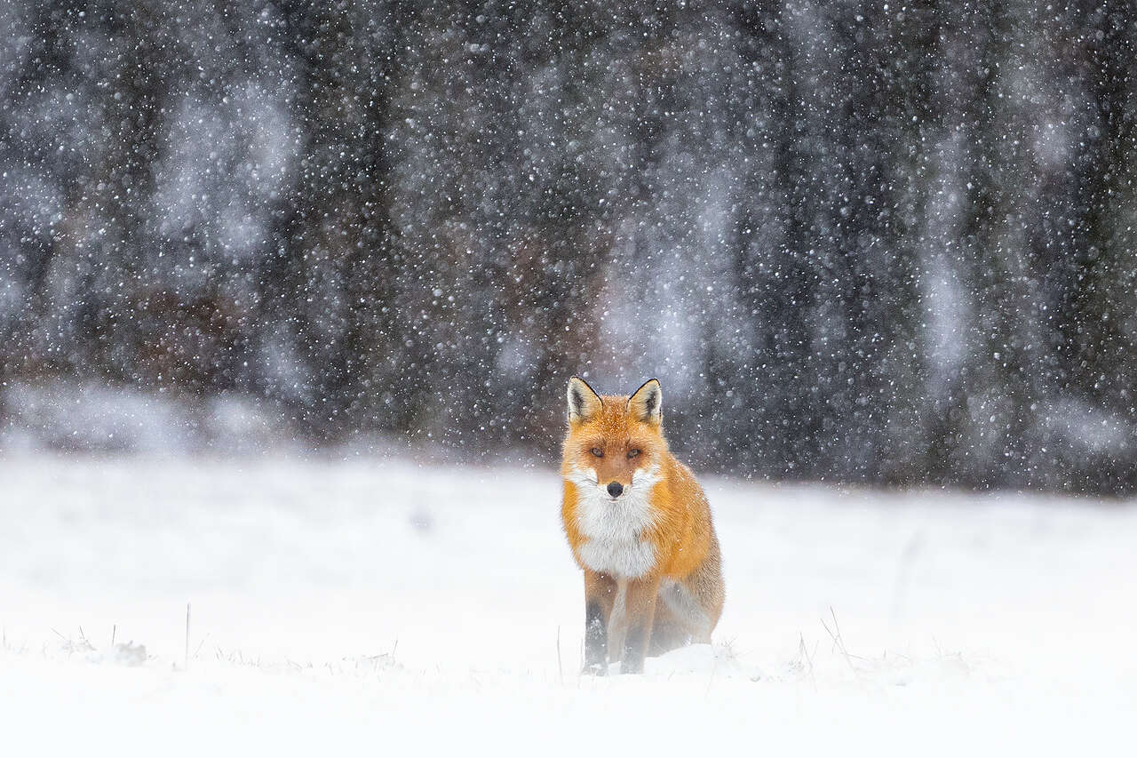 renard roux dans la neige © Joël Brunet renard roux dans la neige sous une chute de flocons, forêt d’hiver