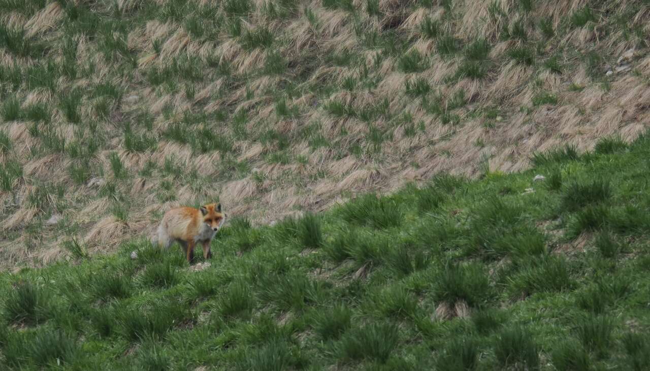Renard roux dans une prairie de montagne au printemps dans les Alpes du Sud