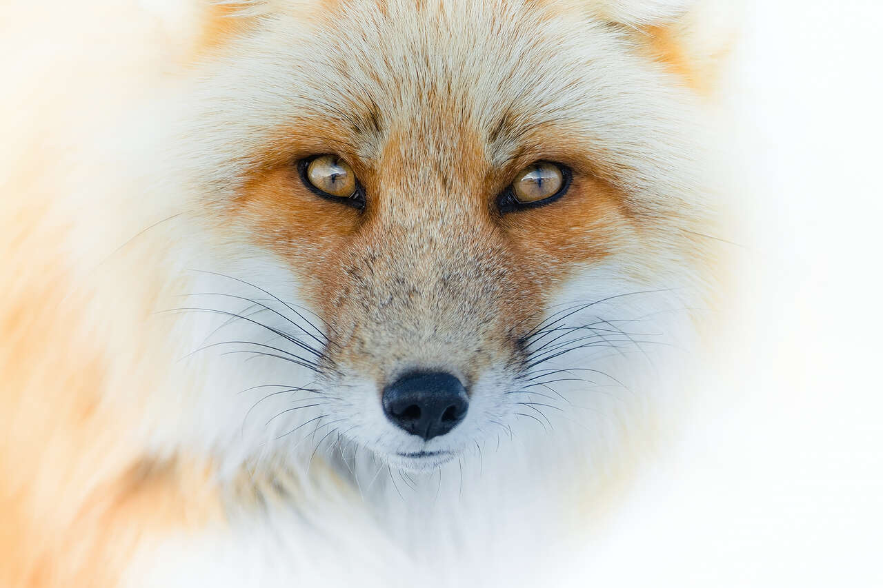 Renard roux du Yukon
