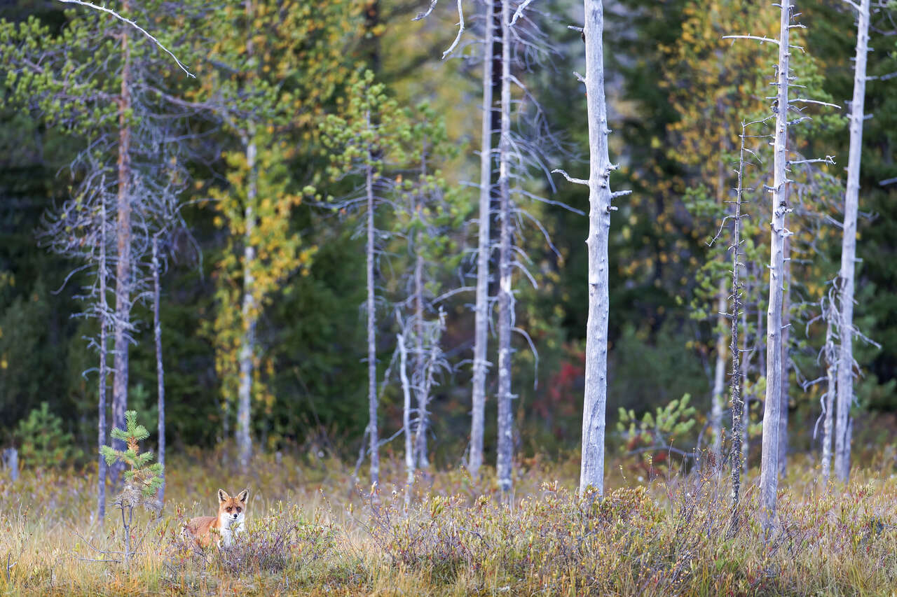 Renard roux en forêt boréale Laponie Finlande