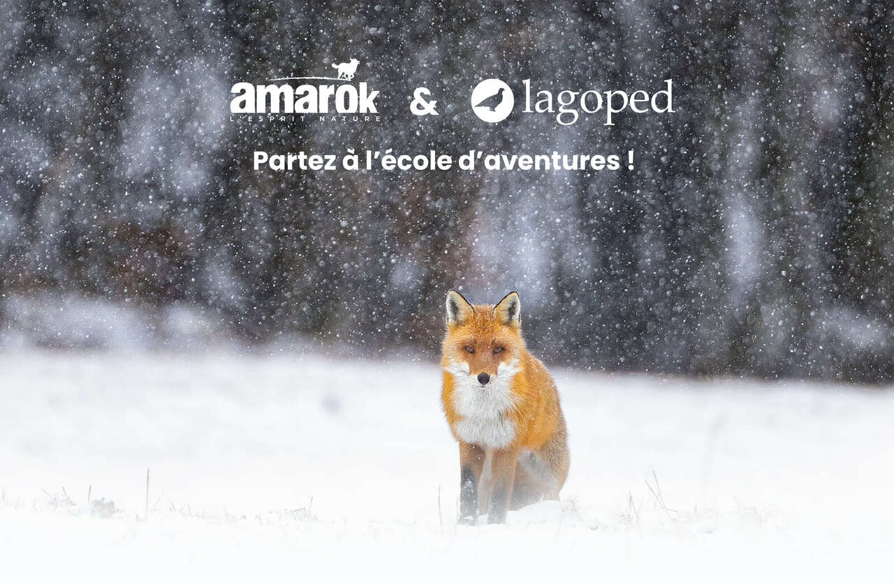 Renard roux sous les flocons de neige en France
