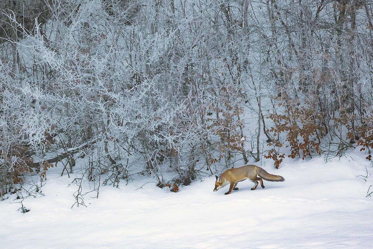 Renard roux dans la neige © Joël Brunet renard roux traversant la neige sous des arbres givrés, forêt d’hiver en France