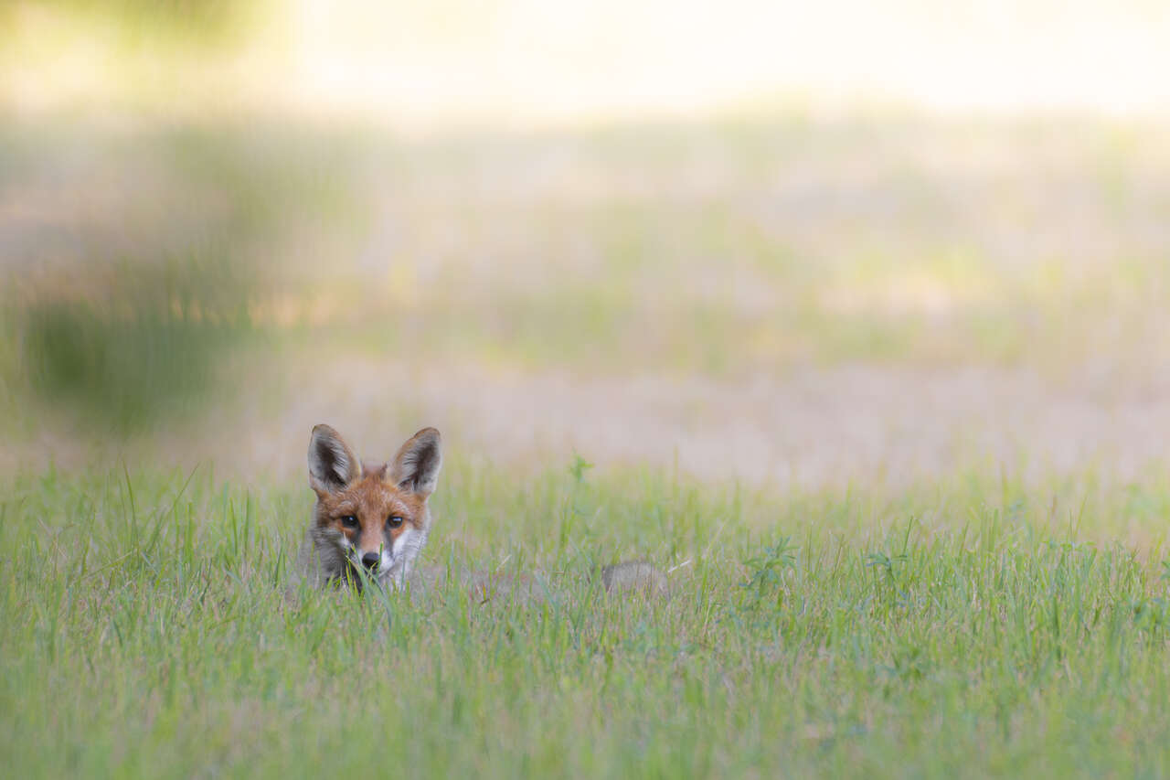 Renard roux