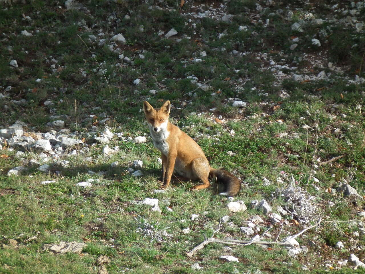 Renard roux (Vulpes vulpes) assis en clairière – Scène sauvage dans les Abruzzes avec Amarok l’Esprit Nature