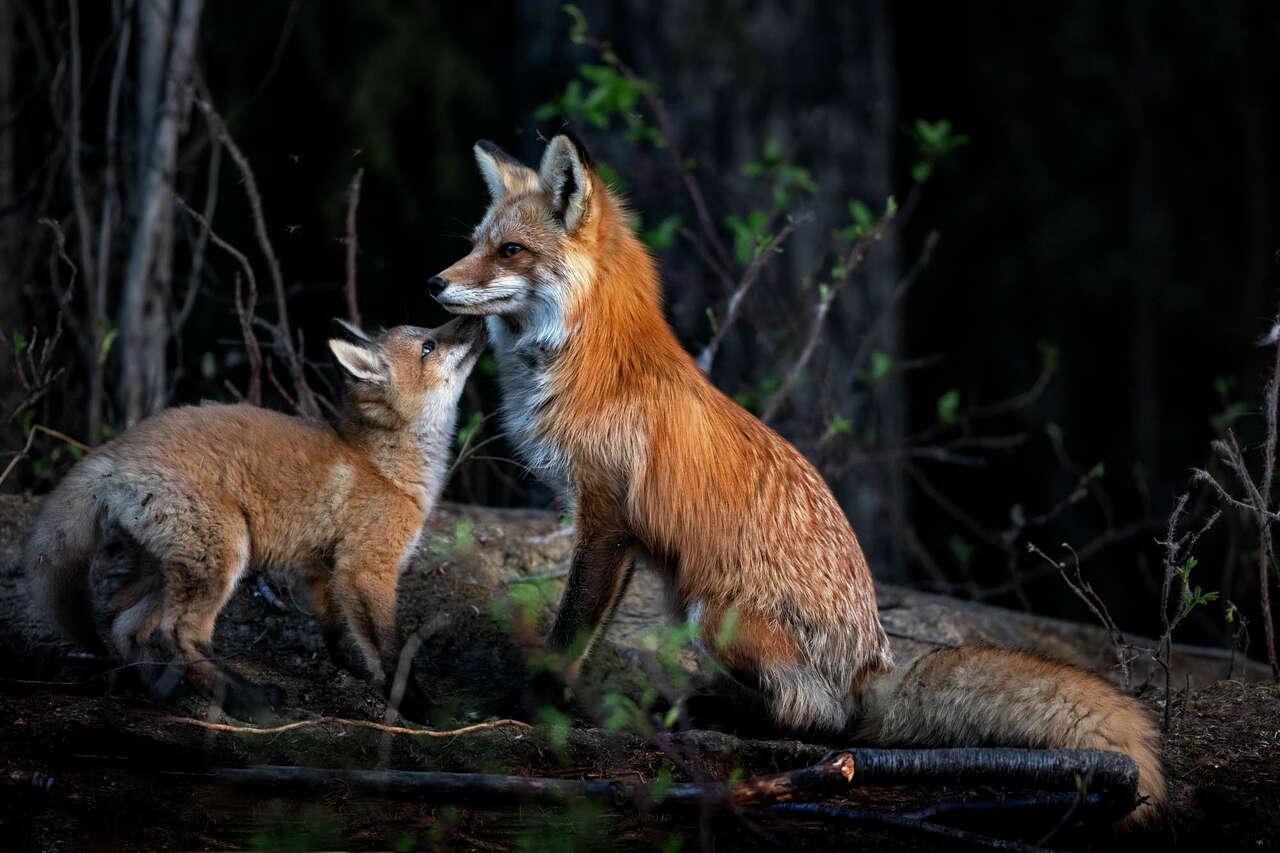Renarde rousse attentive à son renardeau dans les forêts du Yukon au printemps