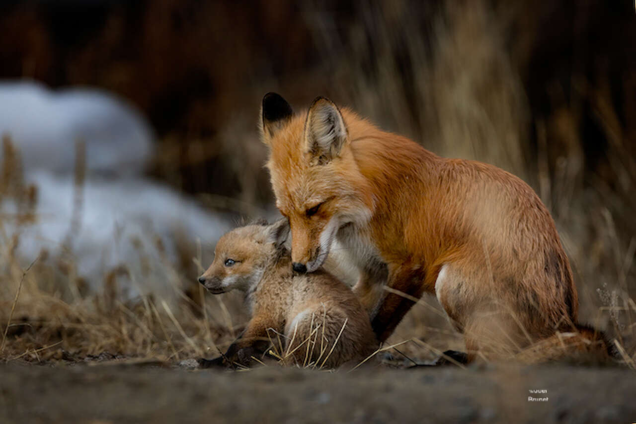 Renarde rousse et son renardeau dans les paysages printaniers du Yukon lors d'un voyage nature au Canada