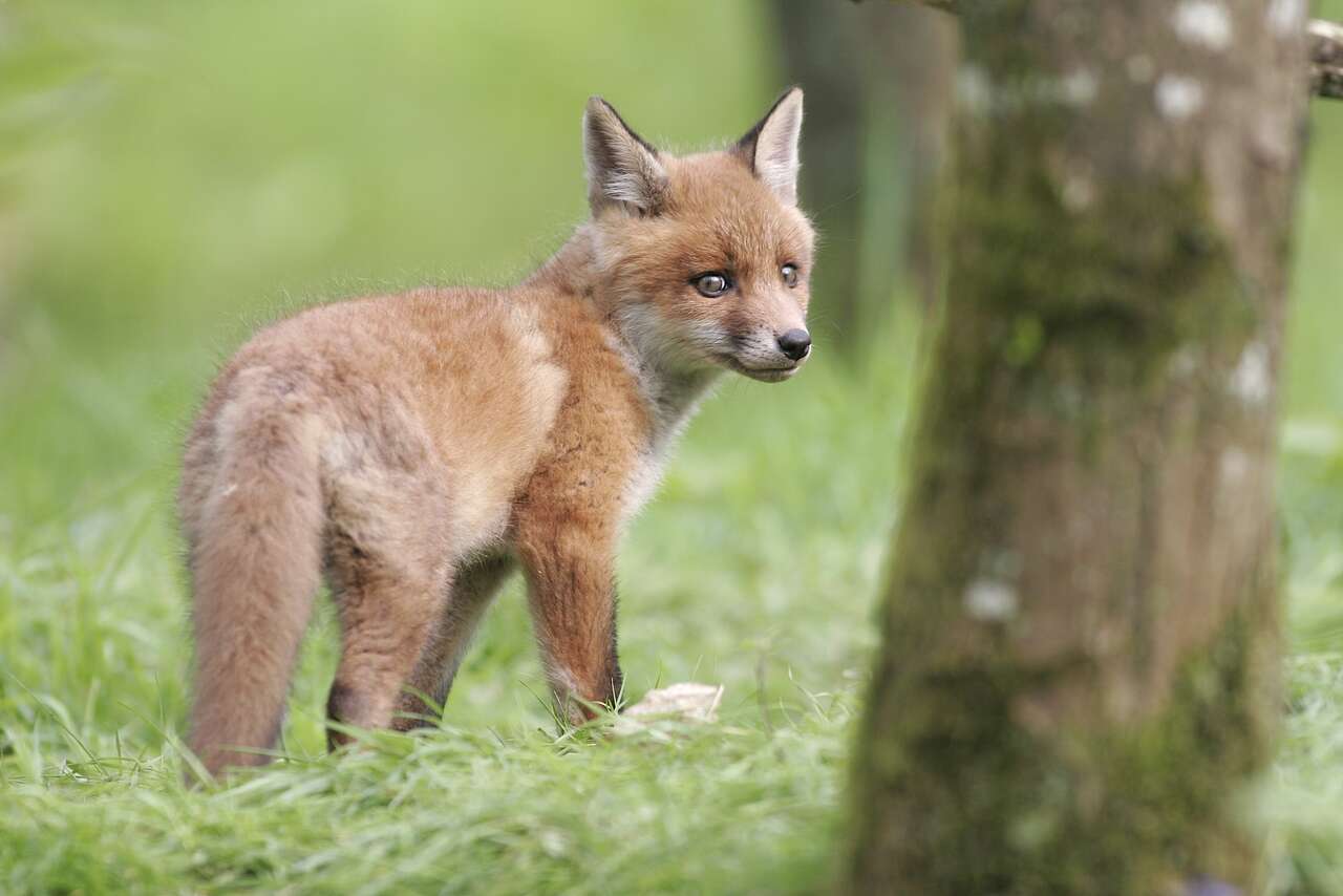 Renardeau dans un milieu naturel
