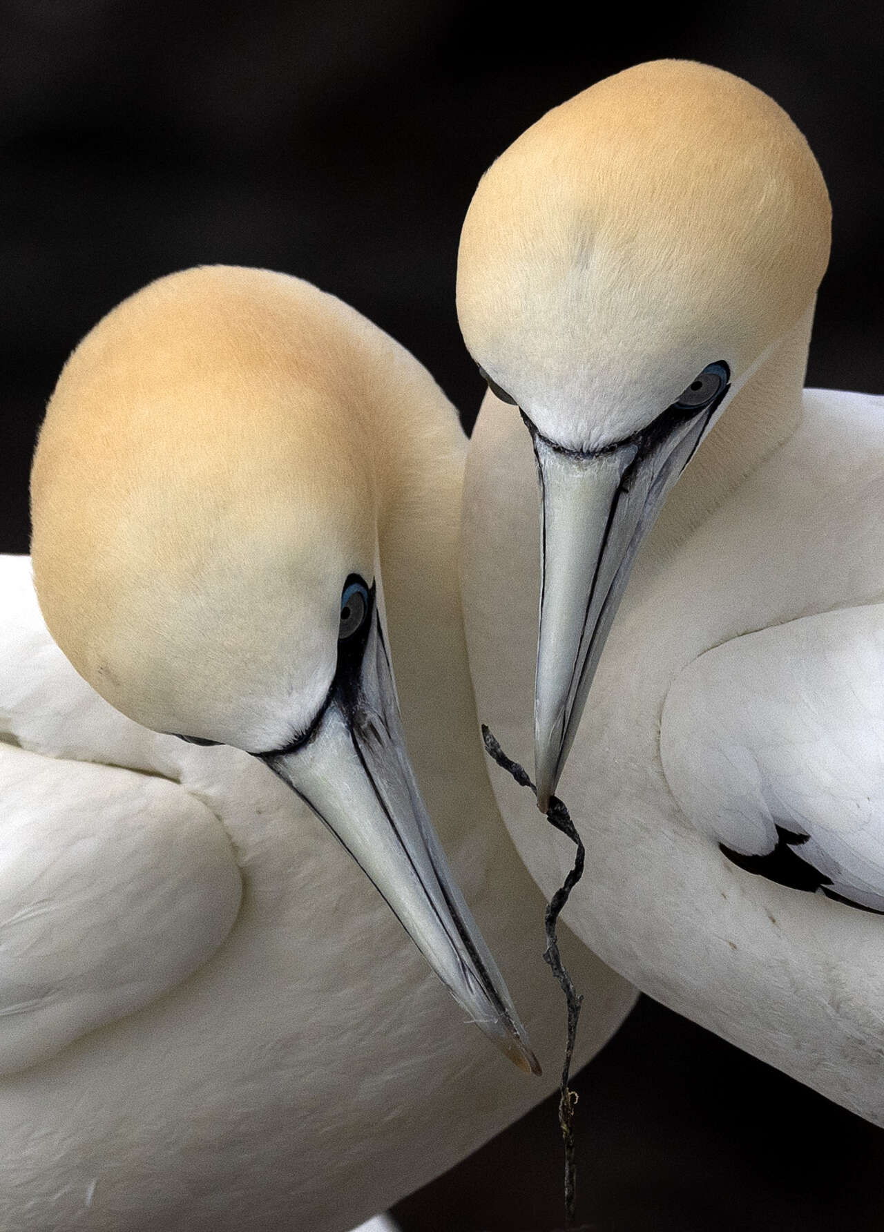 Rituel de construction de nid chez un couple de Fous de Bassan (Morus bassanus) – Photographie prise sur les falaises d’Écosse durant un séjour Amarok L’Esprit Nature