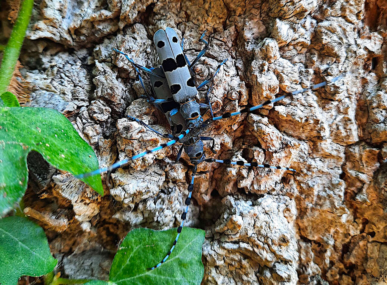 Rosalie des Alpes sur l’écorce d’un arbre avec longues antennes bleutées