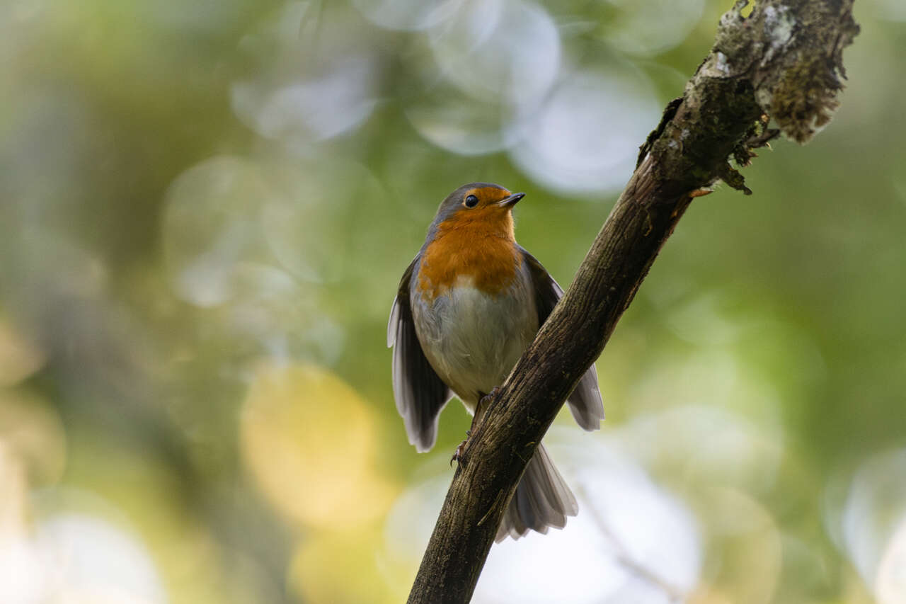 Rouge-gorge