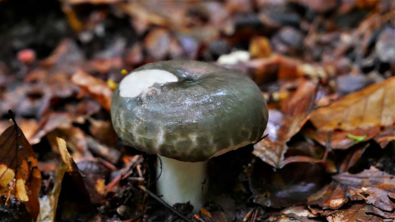 Russula cyanoxantha, russule charbonnière à chapeau vert olive sur feuilles humides