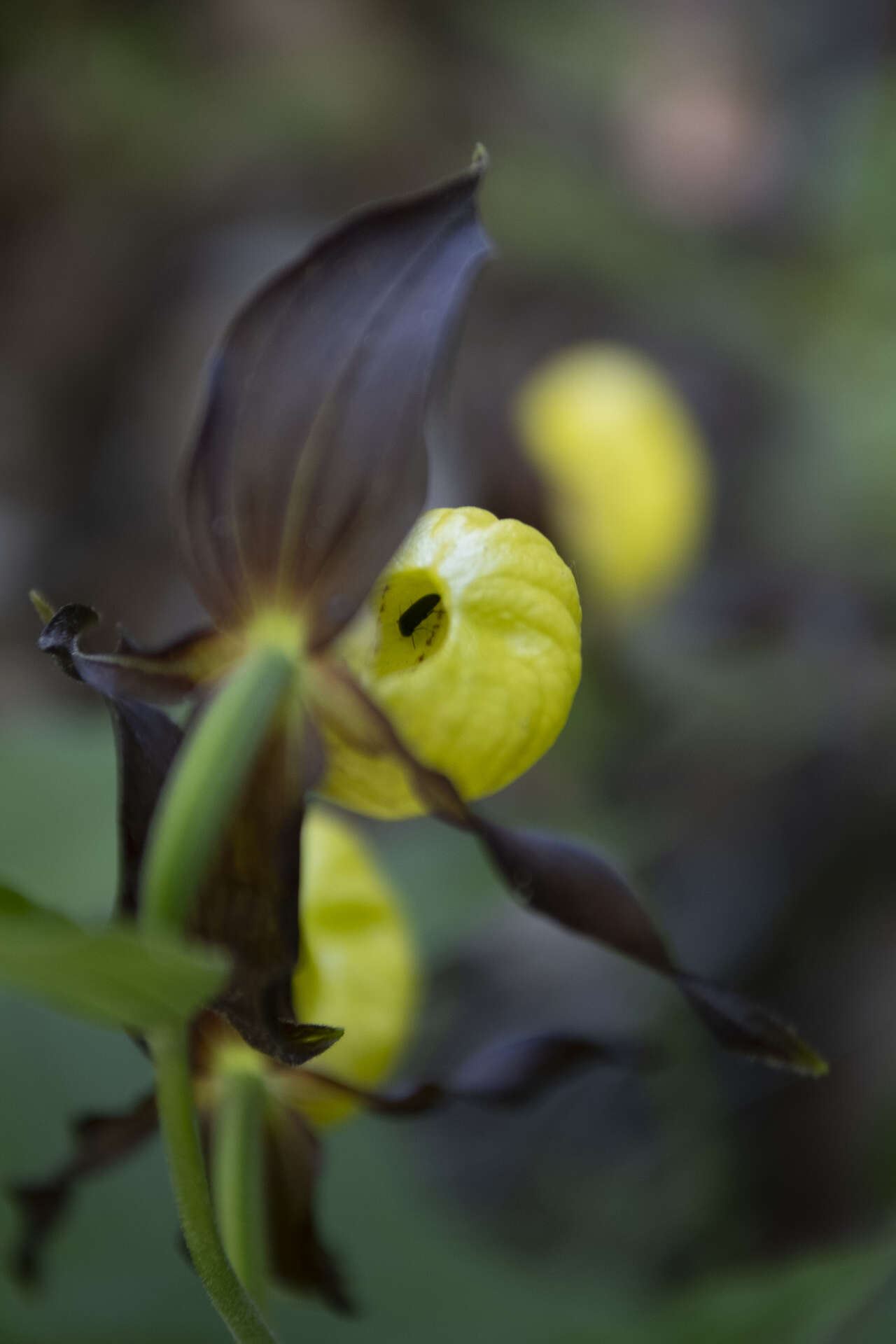 Sabot de Vénus, orchidée sauvage du massif du Vercors